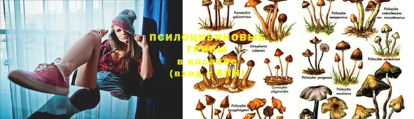 бошки Алексин
